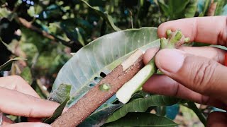 Mango Grafting Secret: Bend Back the Scion Bark for 95% Success Rate! 🌱