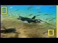 Anchovy Swarm Adventure