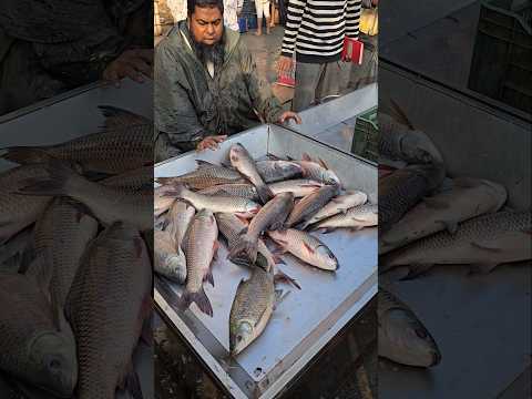 Amazing Big Katol Fish #trending #shorts #fish
