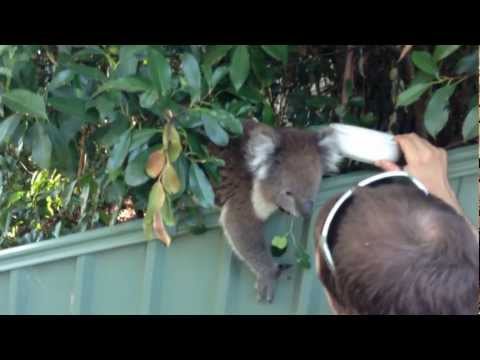 Man Gets Cutie Koala Kisses
