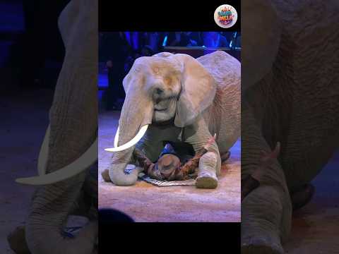 amazing elephant circus act! #shorts #shortsfeed #trending #viral #trendingshorts #circus