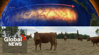 YouTube video thumbnail: Canadian Farmers Faced a Tough Year With Fires and Drought. Next Year’s Super El Niño Could Be Worse 