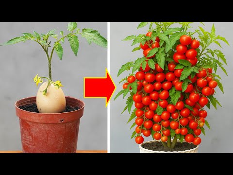 High-Yield Tomato Gardening at Home | Quick Growth, Early Harvest Tips