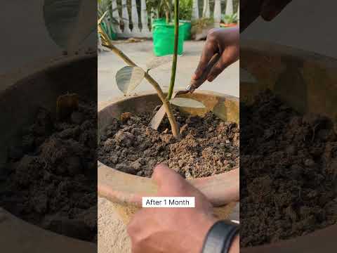 Air Layering in Lemon 🍋 Plant #gardening #terracegardenindia #plantsofindia