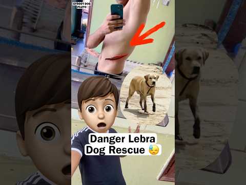 Danger Lebra Dog Rescue 😡 #minivlog