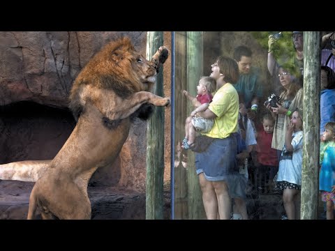 Funny Animal Moments with Babies at the Zoo