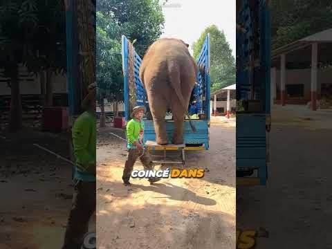 Cet éléphant tente de descendre d’un véhicule !😱