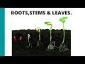 Plant Structure and Function Concepts