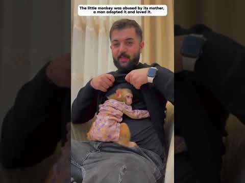Baby monkey abused by mother, raised in human love #monkeybaby #animals #shorts