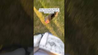 Trolling my rooster #rooster #meanrooster