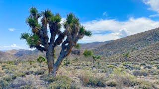 Desert Adventure: The Hunt for an Abandoned Mine in the Joshua Trees