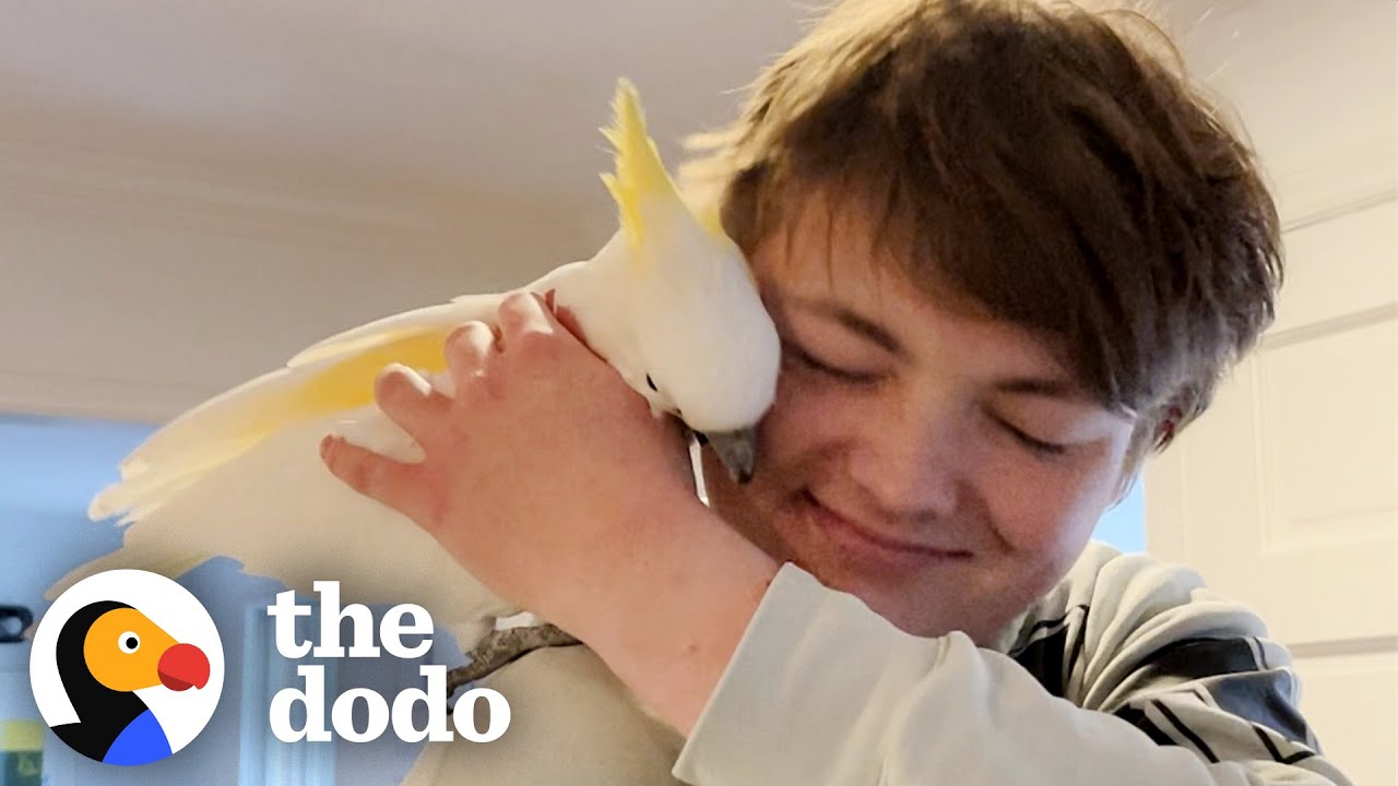 Bird Laughs Like An Evil Villain Chasing Her Family Around The House Soulmates