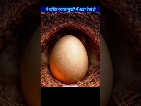 Maleo Bird #shorts #viral #facts #trending #youtubeshorts #birds #islam #islamic #ytshorts #reels