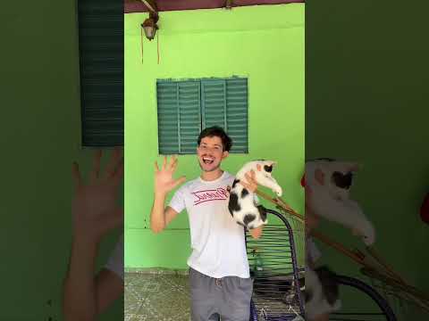 Pare de usar escada agora ⚠️ *gato não incluso*