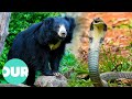 Wildlife and Animal Behavior