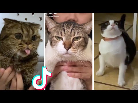 Cats Doing Funny Things Compilation ๐น Cats being... CATS #shorts