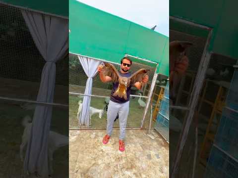 eagle ? Attack #shorts #birds #viral