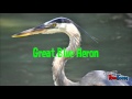 Marsh Ecosystem Roles and Organisms