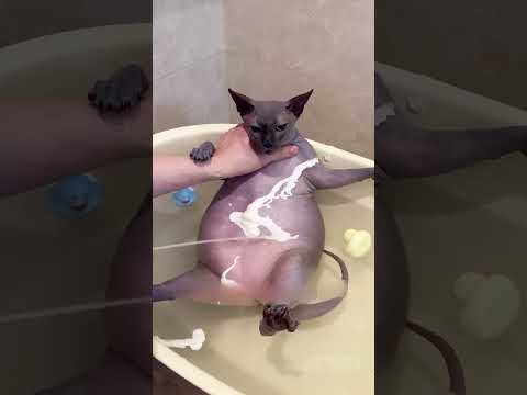 JANGAN PELIHARA KUCING TANPA BULU‼️