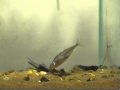 Male Stickleback Nesting Behavior