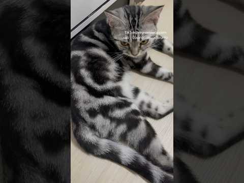 โพนี่งอนพี่ป๊อบอยู่ค่ะ 😒  #ป๊อบคอร์นแมวเถียงเก่ง #โพนี่น้องพี่ป๊อบ#shots #cat