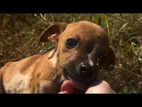 Every Tear Spoke Of Love - He Could Barely Breathe, Yet He Hoped To Find His Trapped Mother...
