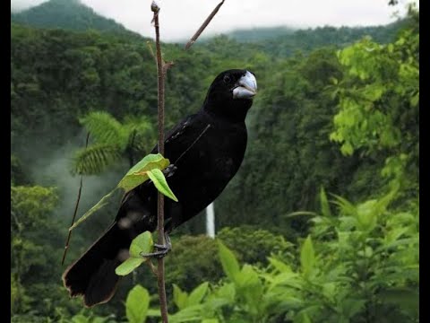 CANTOS DE PÁSSAROS MAIS APRECIADOS NO BRASIL