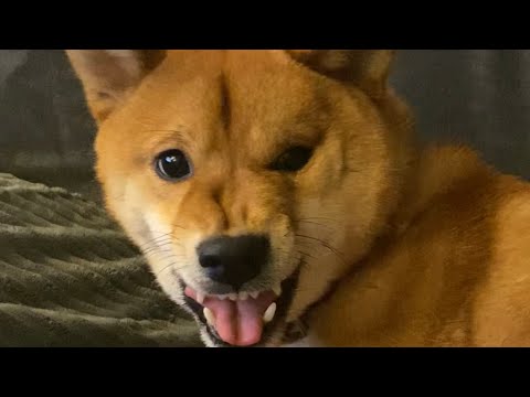 shiba inu progressively gets more and more angry