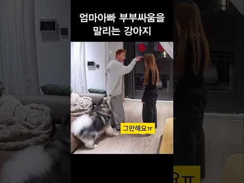 엄마아빠 부부싸움을 말리는 강아지