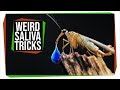 Animal Saliva: Unusual Uses and Adaptations