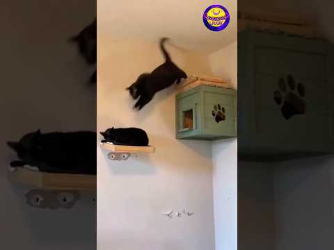 Unlucky Cats: You Won't Believe What Happens to Them! 😼😂#cat #funny #unlucky #viralshort