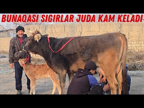 Ma Sha Allah Bunaqa Sigirlar Juda Kam Keldi 95 090 95 15