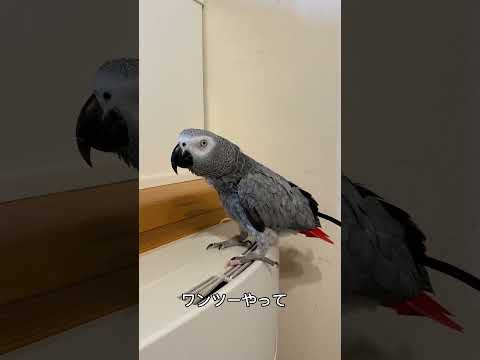 【亡き夫の鳥と生活】オペラ歌手気取るインコ #インコのいる暮らし #ヨウム#下ネタ