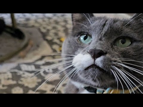 Clever cat pretends to know English
