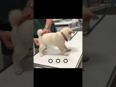 子犬の柴犬が初めて病院に行くと可愛くなります！＃shorts