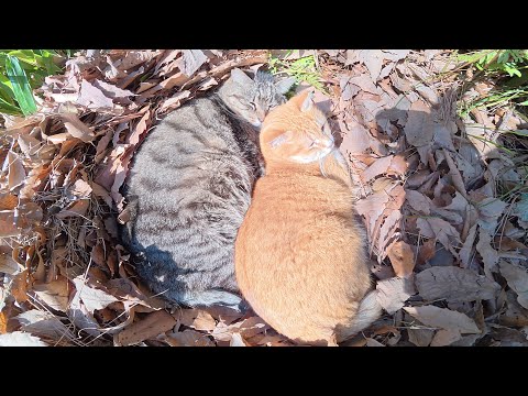 猫達がポカポカ陽気を浴びながら落ち葉のベッドでお昼寝する