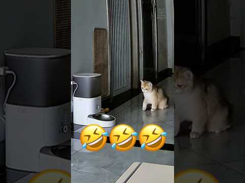 Cats VS Automatic Feeder 😂😼 | Part 65 #cats #funny #cat #pets #animals #catlover #shorts