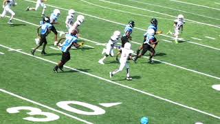2020 panthers termites