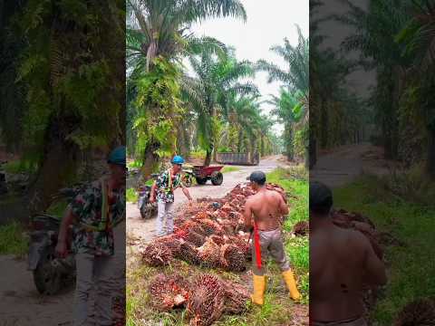 Pakcik tidak ada telinga🤣🤣 waktu kerja sawit. tonton sampai selesai🤣🤣