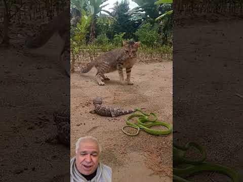 Gato X Lagarto X Cobra, quem é mais rápido? Vídeo Incrível! #gato #lagarto #cobra #snake #animals