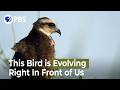 Snail Kite Adaptation and Evolution