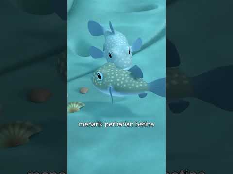 Ikan buntal suka mengubah dirinya menjadi seperti balon?! | Leo Si Penjaga Alam | #shorts