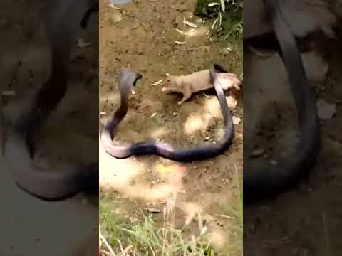Amazing Battle! Mongoose vs Cobra Snake