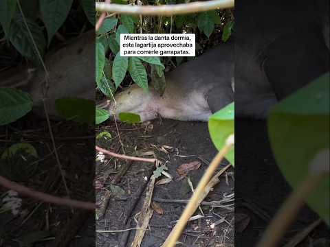Mientras la danta dormia, una lagartija aprovechaba el momento para alimentarse de sus garrapatas