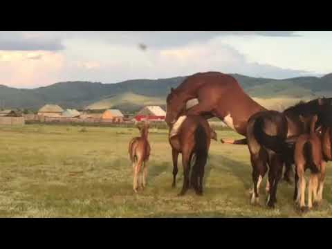 Спаривание лошадей.Horses.