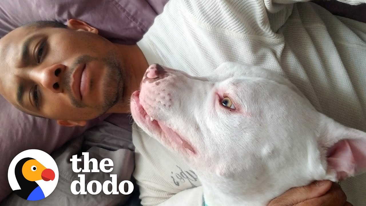 Pittie Rescued From Cliff Has A Superpower Pittie Nation