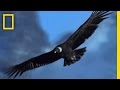 Andean Condors and Their Ecosystem