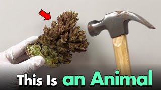 ⚠️ I’ll Show You Proof That Coral Is an Animal