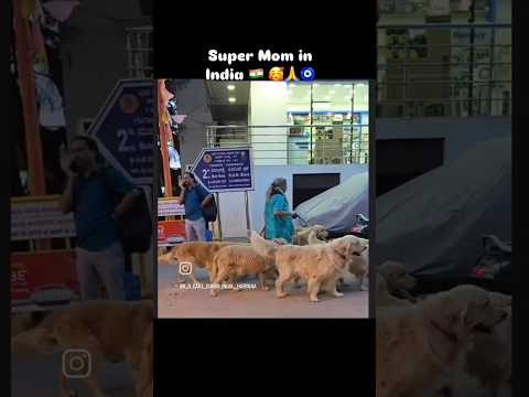 supermom in India with z plus security gang 😮❤💪#goldenretriever #dogshort #viralshort #funnyshorts