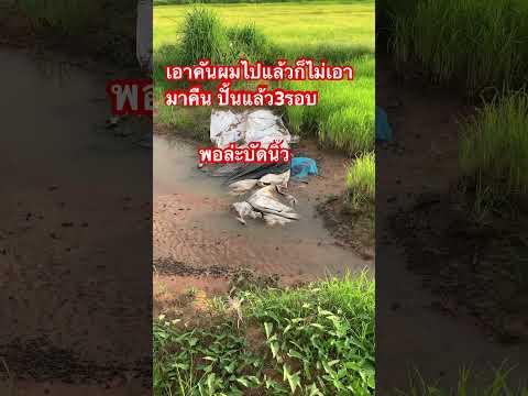 ปั้นแล้ว3รอบ พอละทีนี้ #วิถีชาวบ้าน #ชาวนา